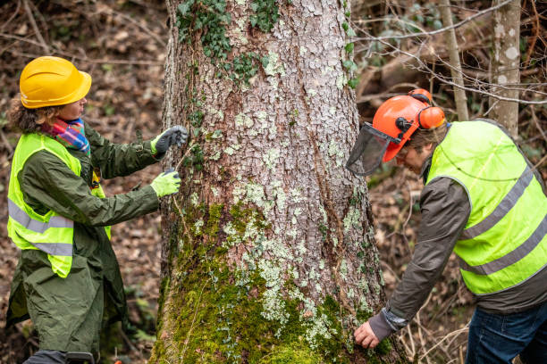 How Our Tree Care Process Works  in  Lake Ozark, MO